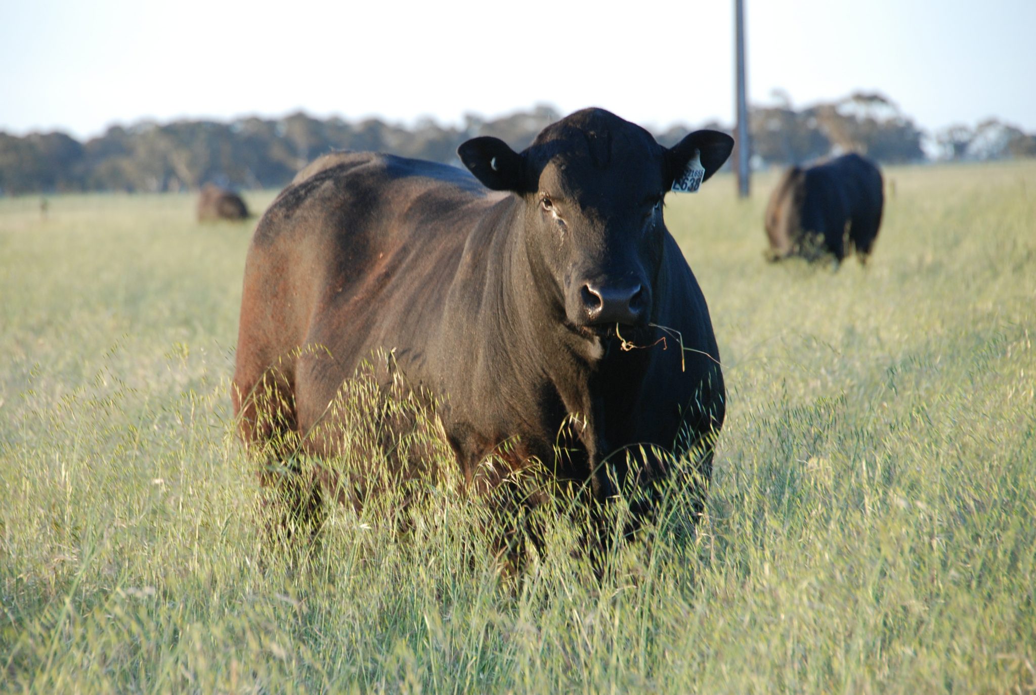 Beef – Willalooka Pastoral Co